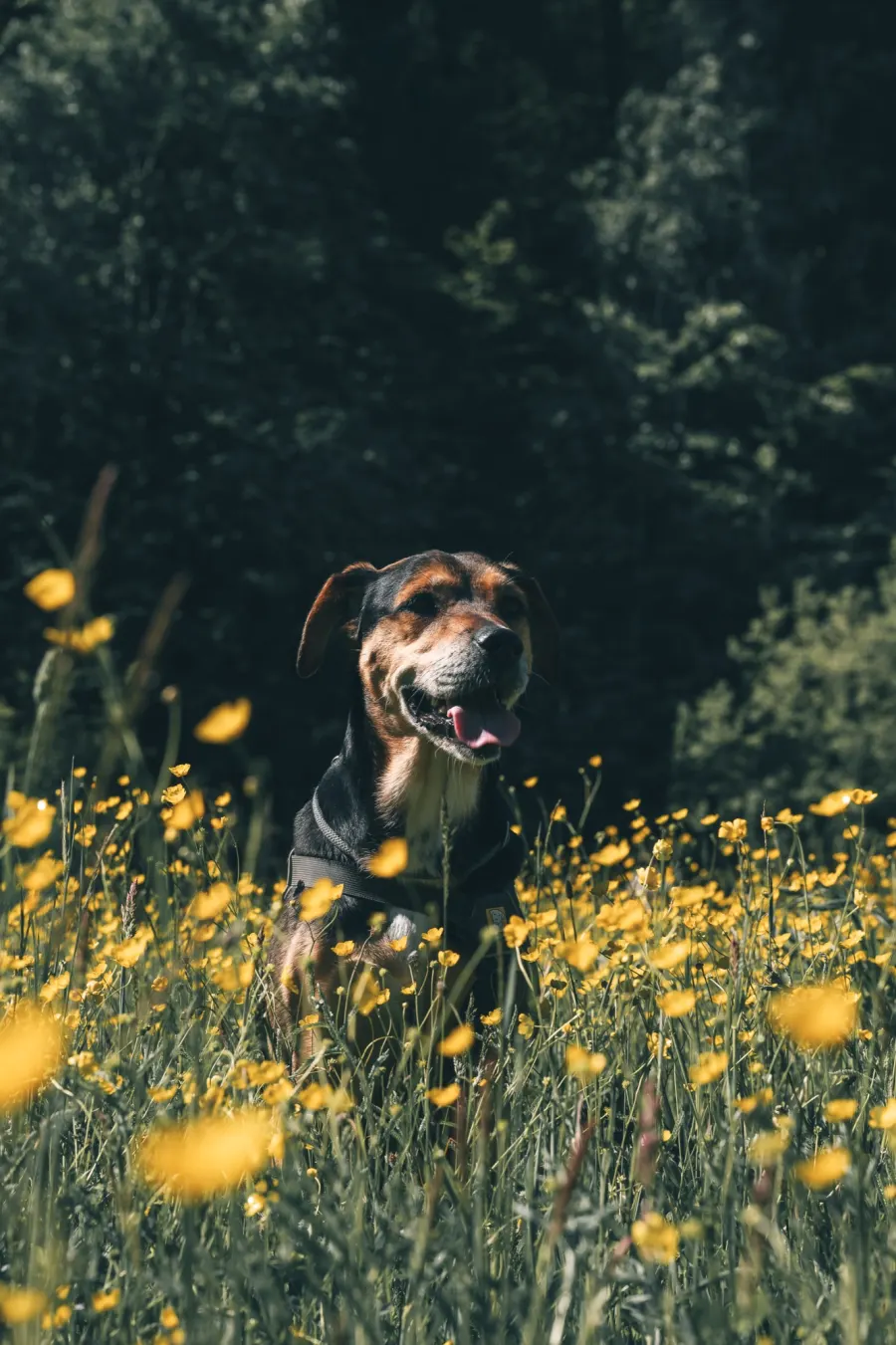 Golden Retriever auf einer Wiese.