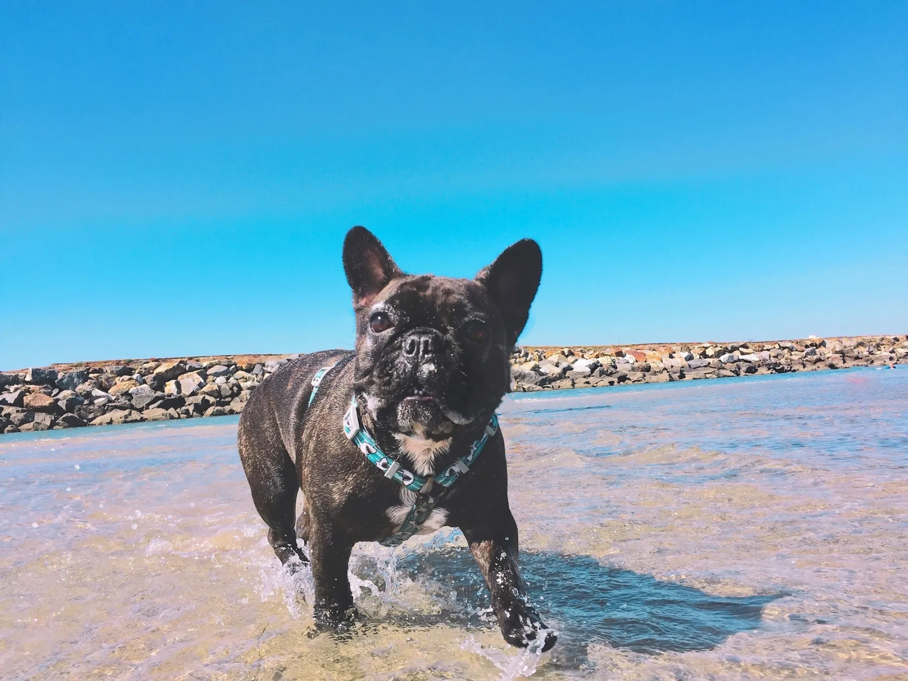 Eine Französische Bulldogge planscht im flachen Meerwasser.