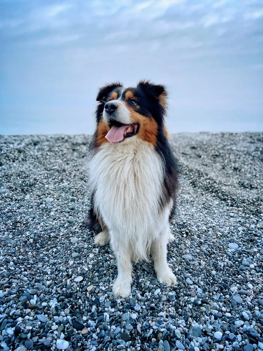 Hund auf einem steinigen Strand.