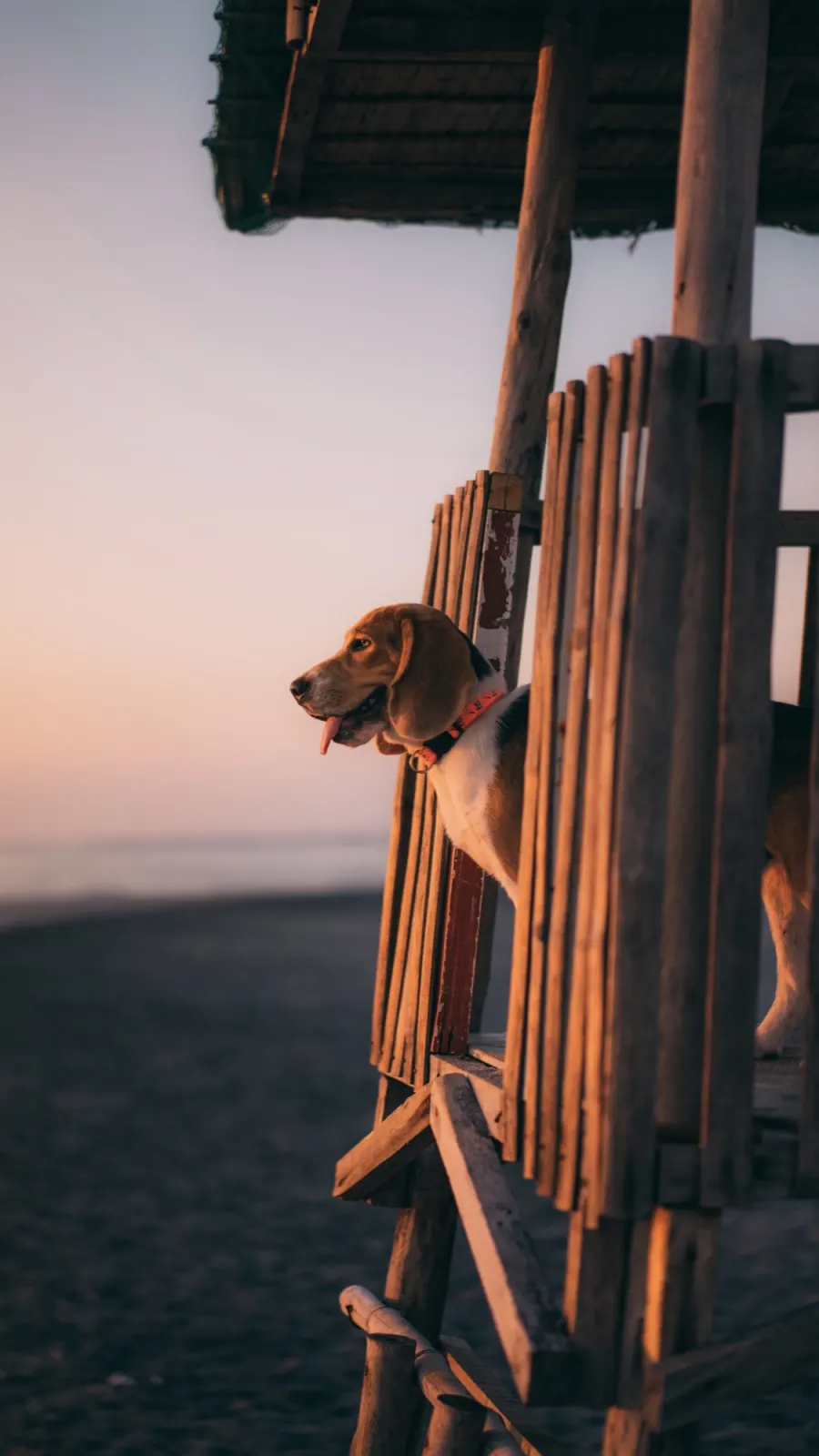 Hund bei Sonnenaufgang.