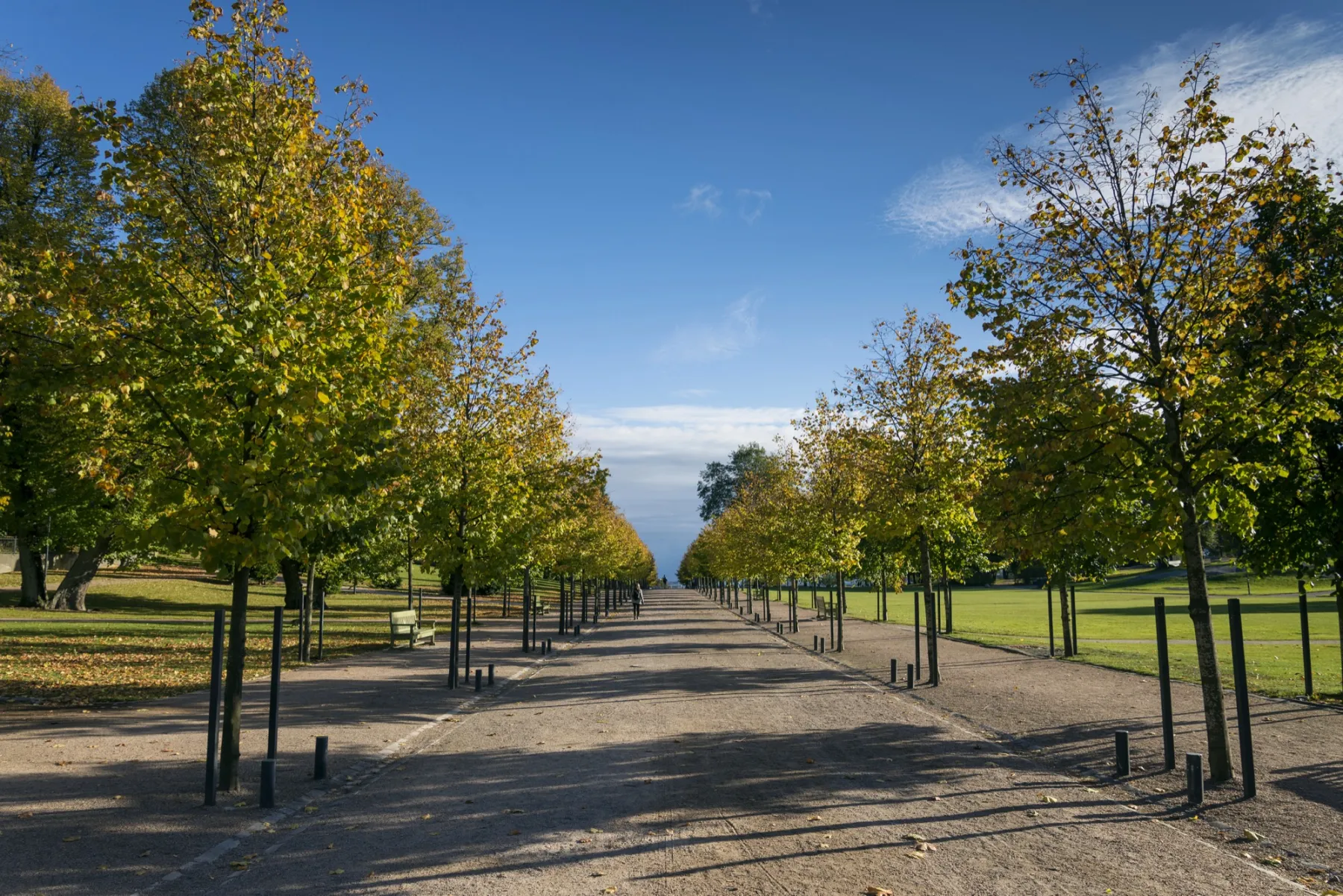 Eine lange Allee mit herbstlichen Bäumen in einem Stadtpark unter blauem Himmel.
