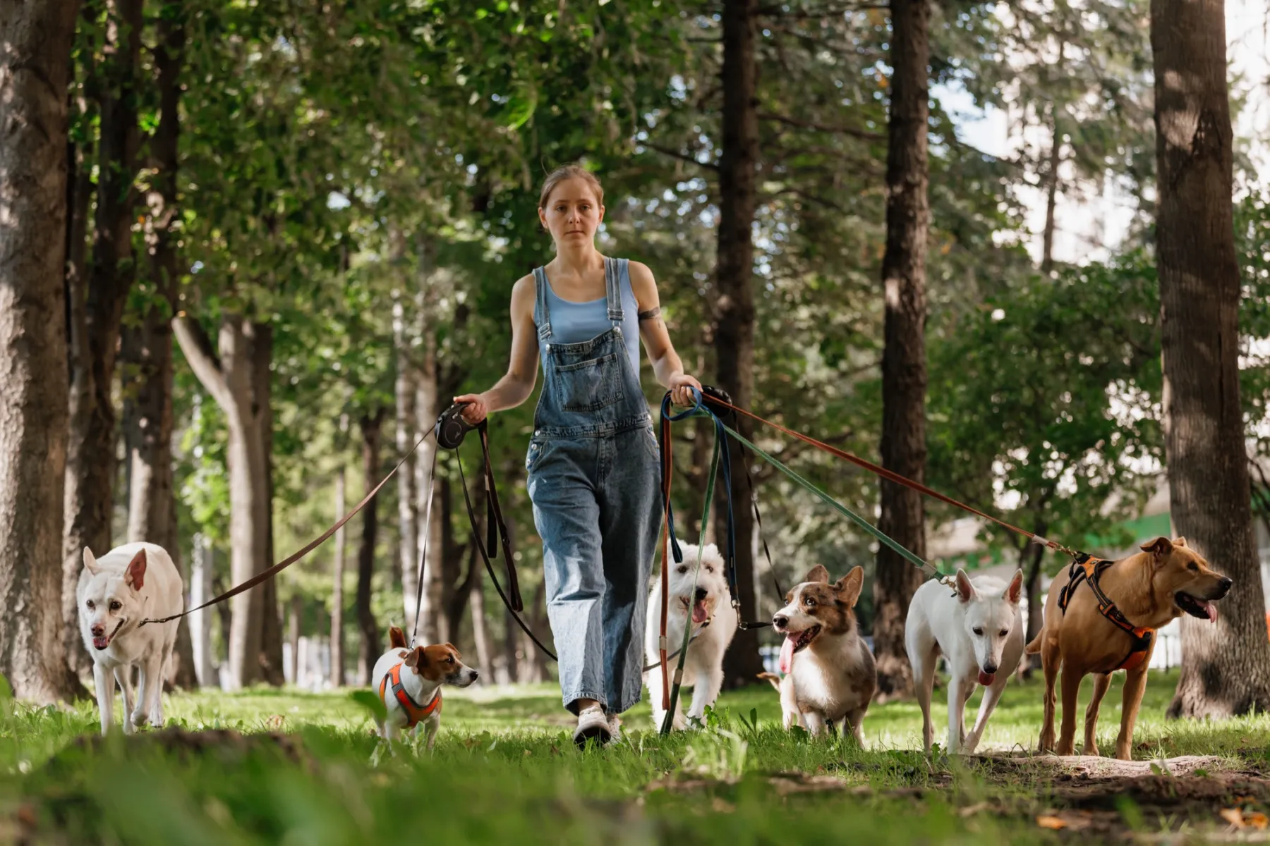 Eine Dogwalkerin läuft von hinten gesehen mit sieben Hunden an der Leine durch einen sonnigen Park.